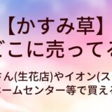 かすみ草はどこに売ってる?花屋さん(生花店)やイオン(スーパー)・ホームセンター等で買える?